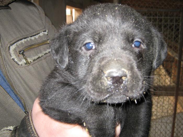 IMG_0053 - Pui Labrador Retriever auriu si negru