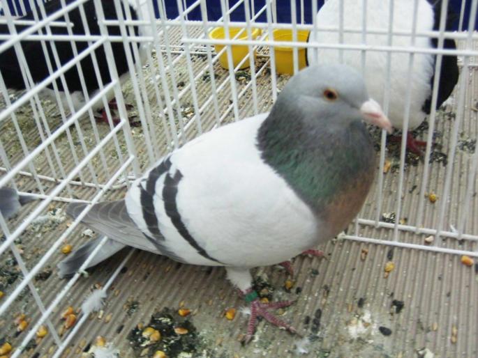 ciocarlie dil 3 - 1502 partea 2