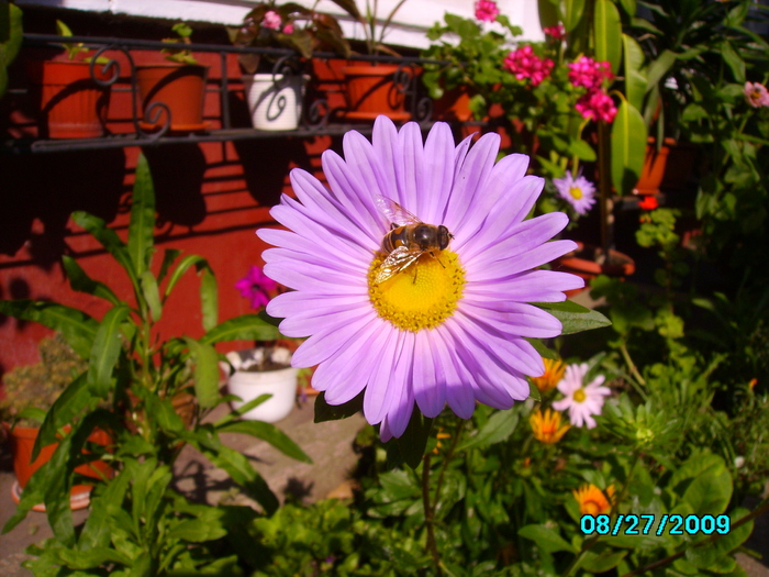 IMG_8453 - insecte si flori