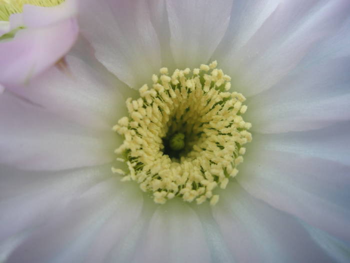 Acanthocalycium spiniflorum - floare
