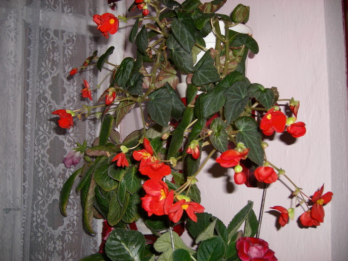 flori 011