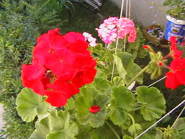 Picture 002 - oxigenul din case 2009