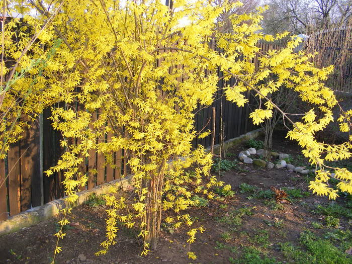 Forsythia - flori si animale 2009