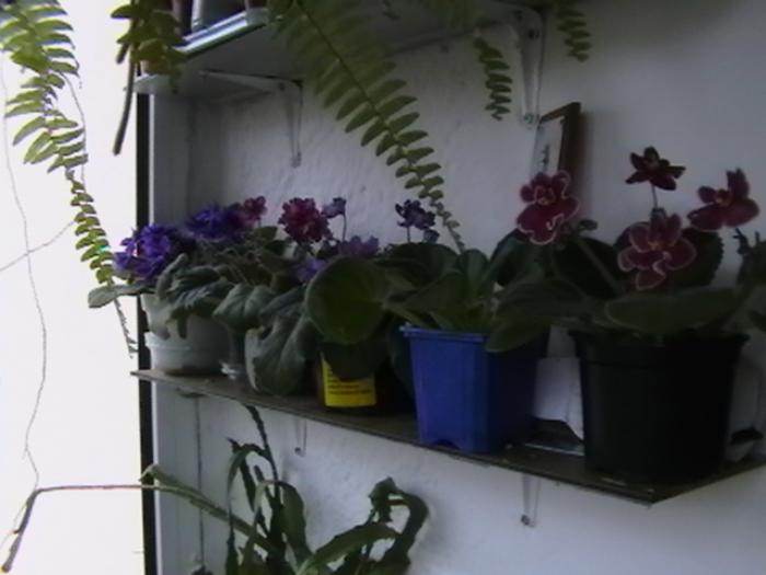 26.11 - violete 2009