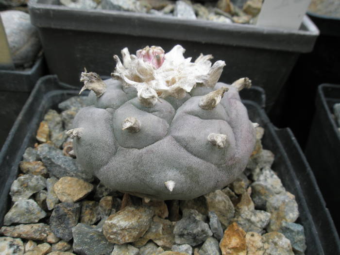 Lophophora 2 - plantele lui George Nitu