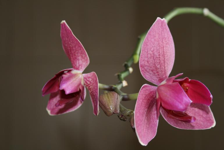 phalaenopsis - orhidee