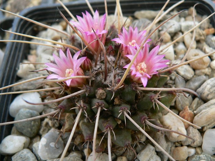 mammillaria_saxicola_ML 73