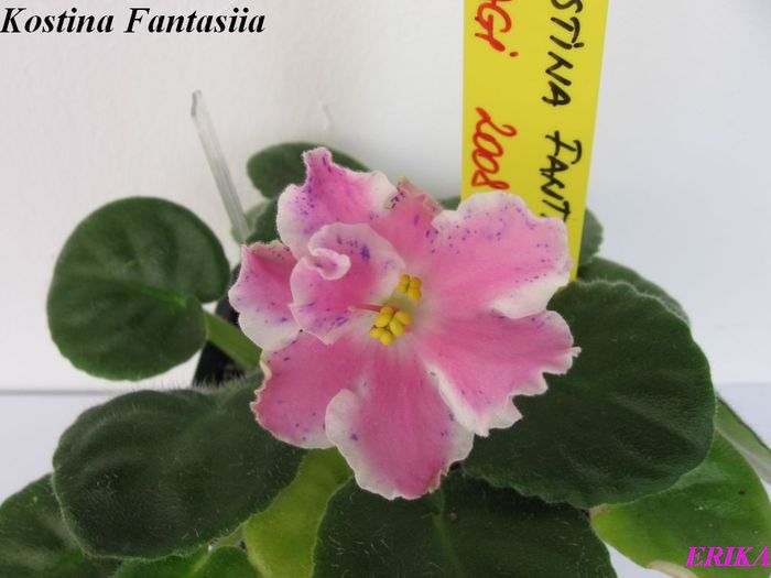 Kostina Fantasiia 2009 jun 1