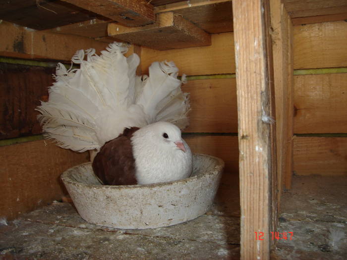 165 - D Porumbei Voltati Vechi