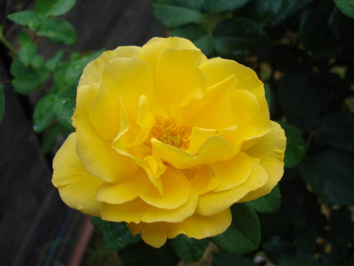 Rose Friesia (2009, June 23) - Rose Friesia