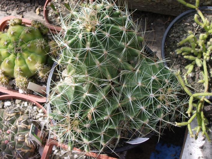 Hamatocactus setispinus