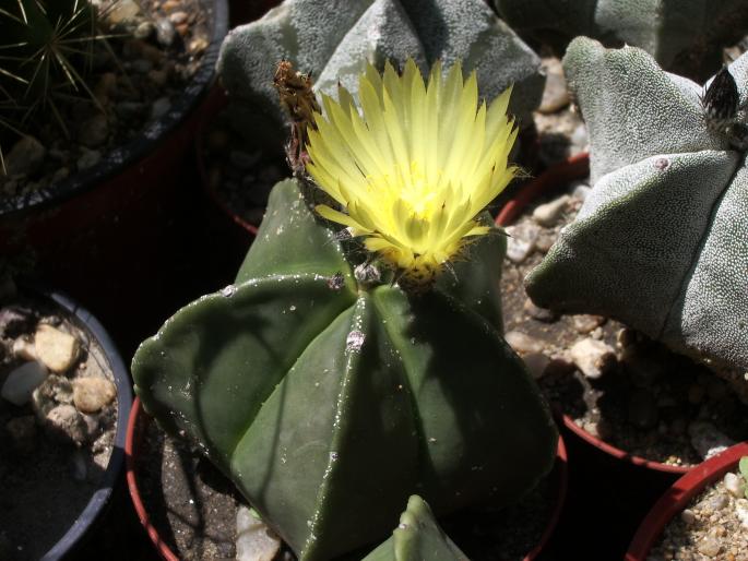 Astrophytum myriostigma v. nudum - Astrophytum