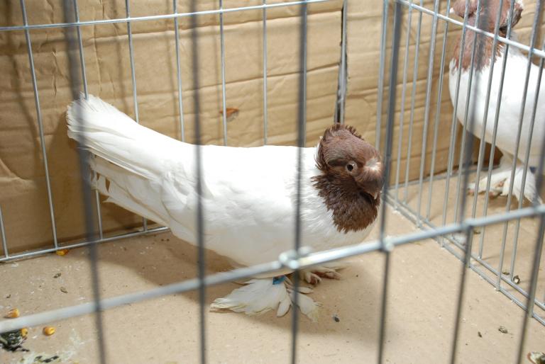 DSC_3818 - Campioni Expo TM2