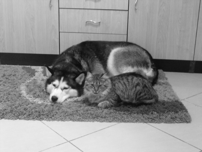 Cine spune ca cainele nu se impaca cu pisica; Bella si Lola
