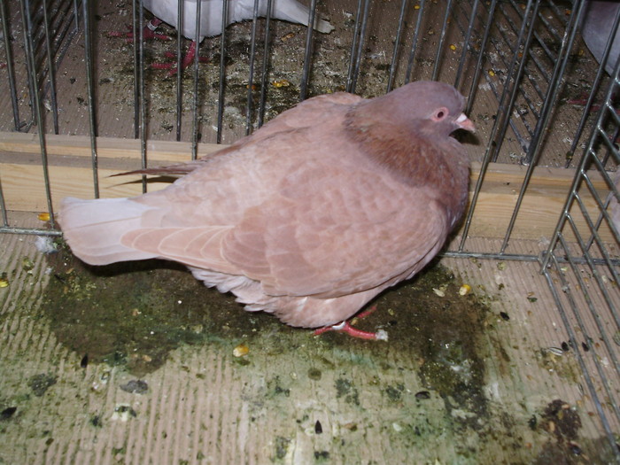 5429b t 0