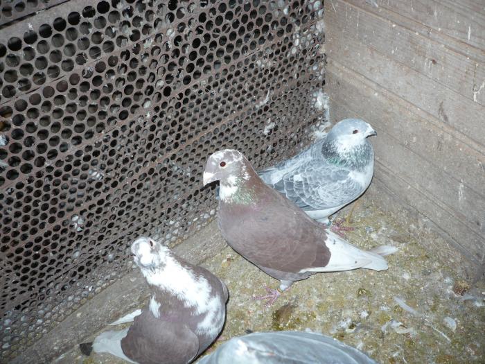 Picture 107 - costelg_ porumbei-standarde fosti si actuali