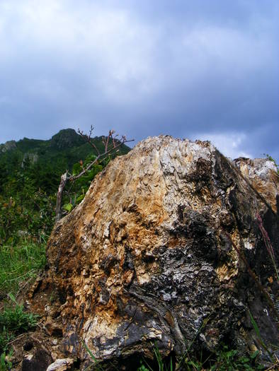 DSCF3323 - Suior Poiana Mlejnita Varful Secatura Creasta Cocosului  din Muntii Guta