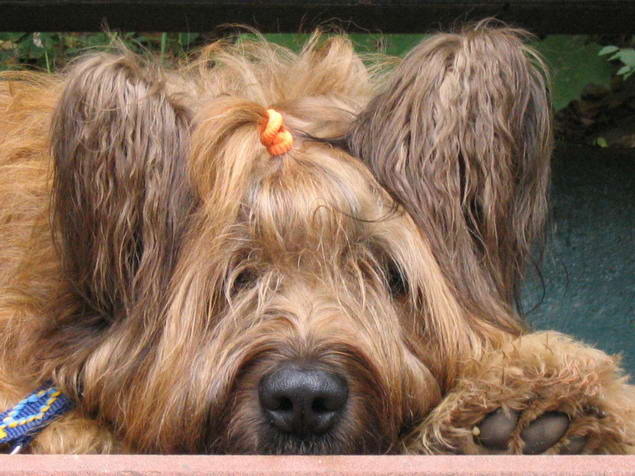 Briard Ciobanesc de Brie