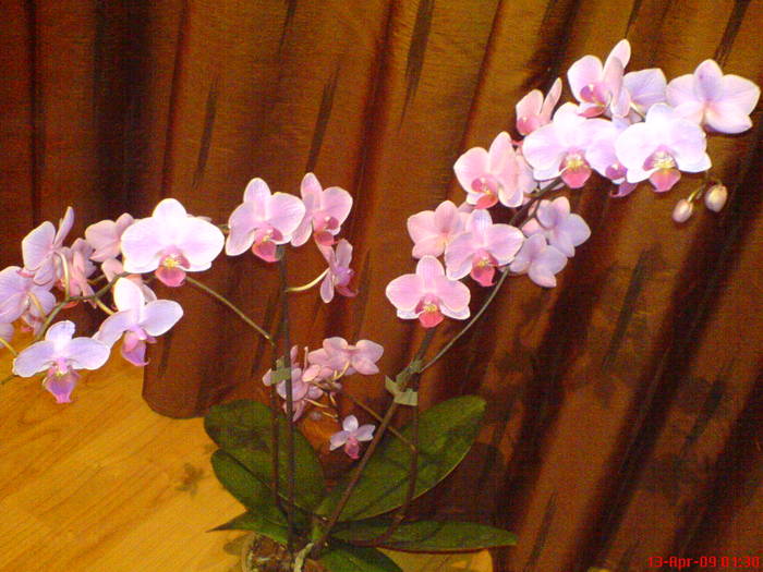 DSC02857 - Phalaenopsis