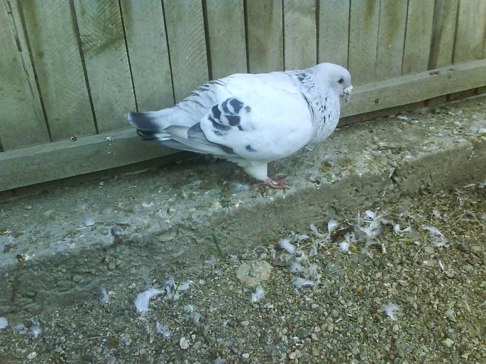 DSC01360; 'narosu' un mascul de 4 ani la care tin foarte mult
