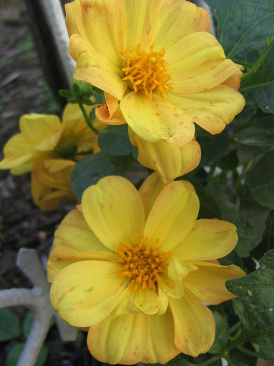 octombrie 014 - flori de gradina 2009