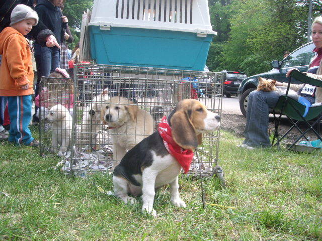 CACIB Tim 2008 - Expoziti Canine