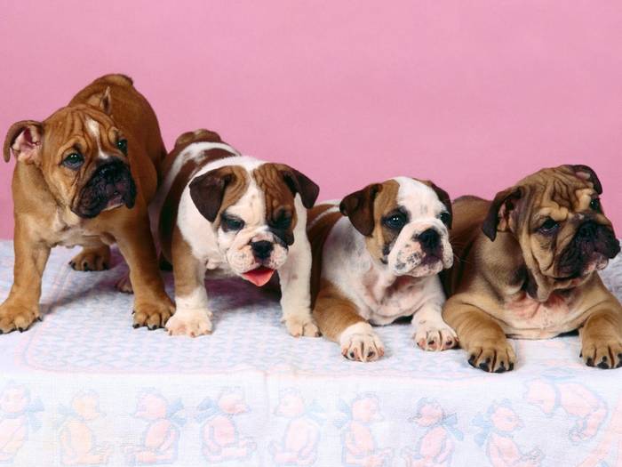 dogs5 bulldog - Concurss 5 DOG BABY