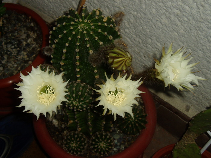 13 SEP.2009 - CACTUSI