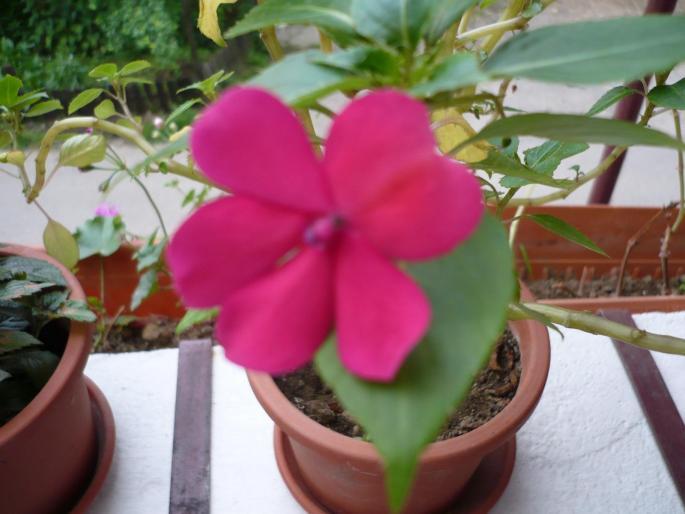 impatiens - Flori