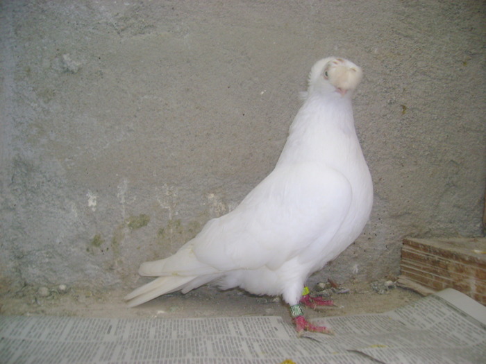 pozedecembrie 2009 169