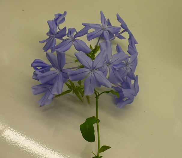 P1180245 - PLUMBAGO