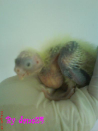 voinicul la 10 zile vedere din profil