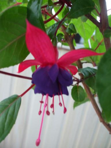 DSCF0723 - fuchsia