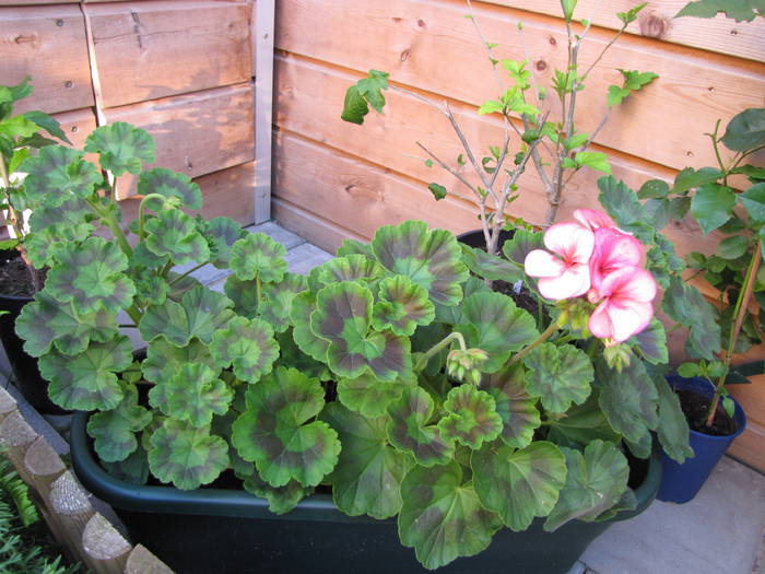 Muscate (jardinera) 23 iun 2009 (2)