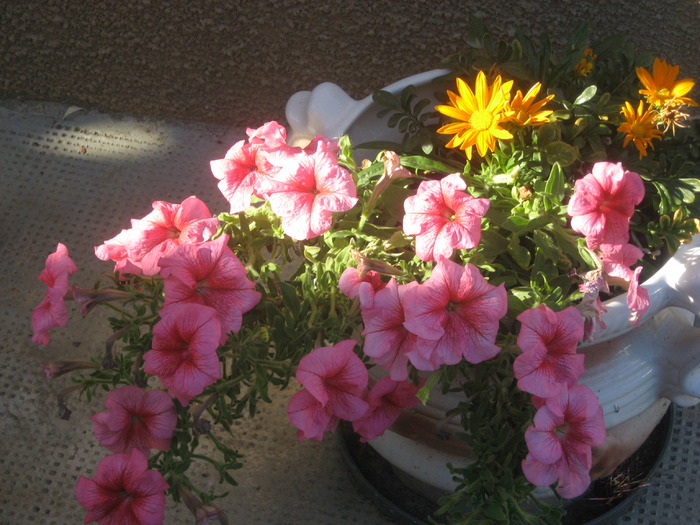 petunii si gherbera - florile mele 2009