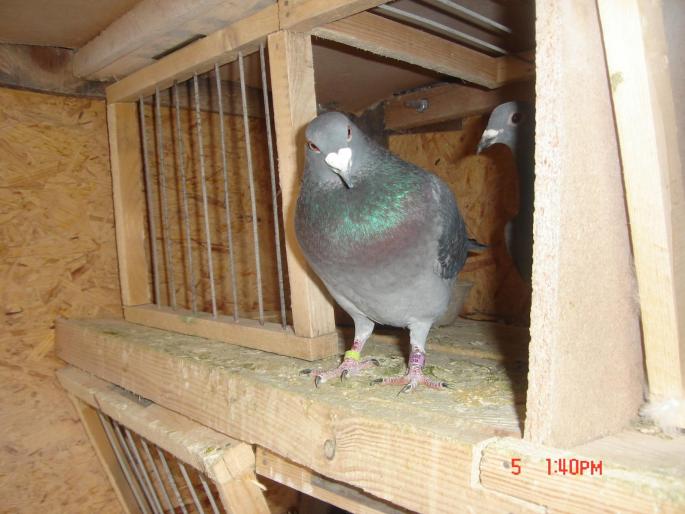 Picture 411 - porumbeii unui prieten