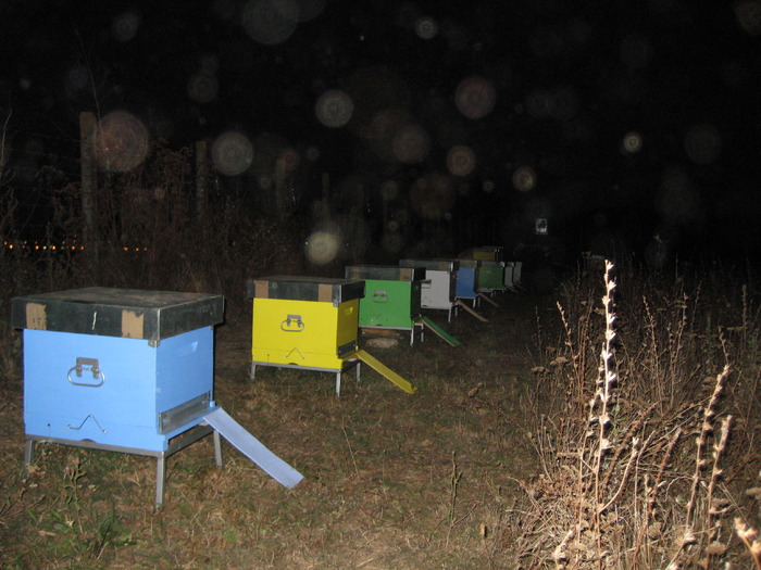 IMG_0189 - Stupina personala in 2009