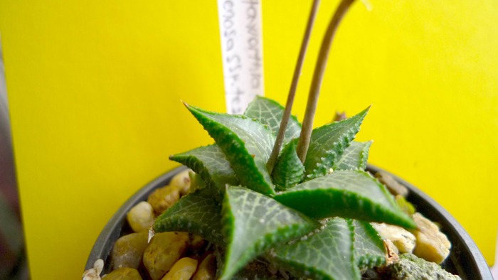 Haworthia venosa ssp. tessellata