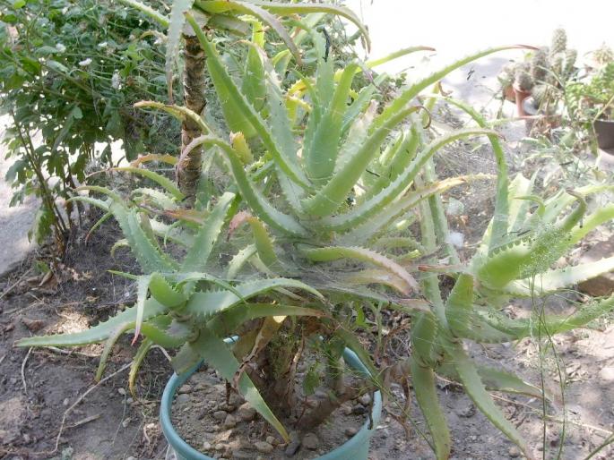 Aloe arborescens - Suculente