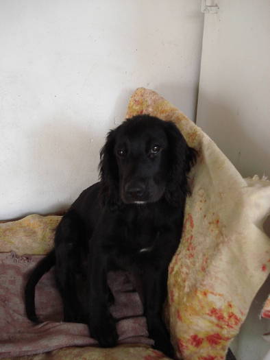 DSC09659 - ANIMALUTELE MELE