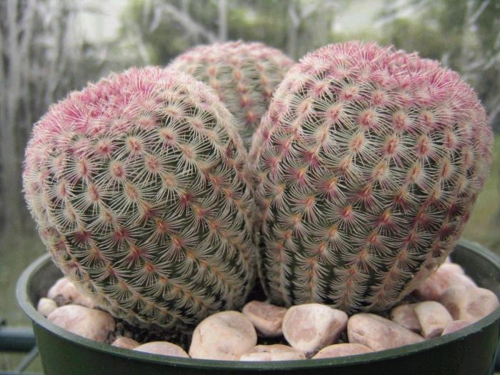 echinocereus_rigidissimus_rubispinus_1