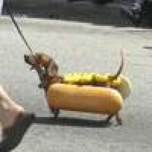 de-aia se zice hotdog - Animalute
