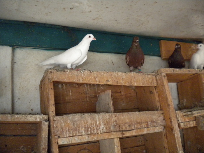 DSCN0622 - 1752 Ion Coltescu si Doru Dumitrescu