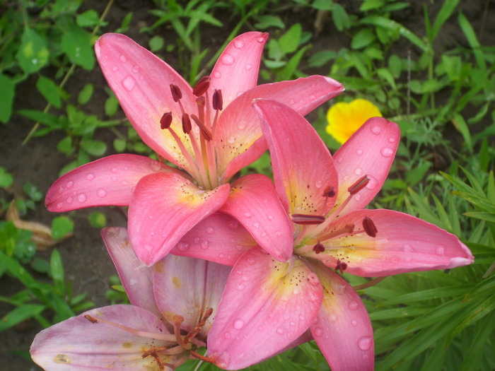 DSCI1092 - flori din gradina mea