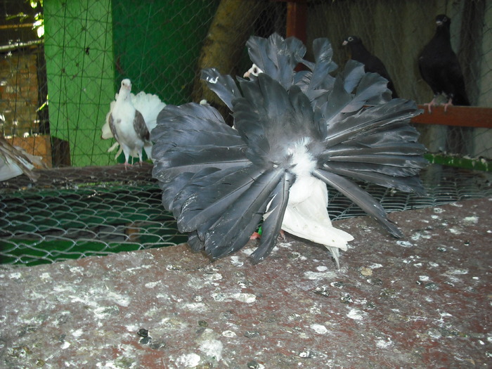 Picture 064 - Porumbei albi coada neagra si rosie