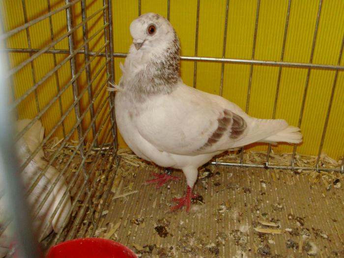 13701 itowl ashred griz 1 - 1505 partea 6