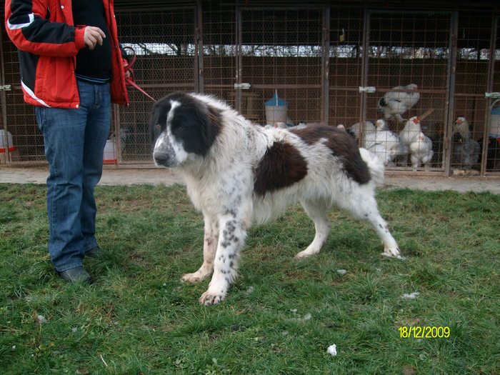 ARIS DE OAS 11 LUNI (49) - ciobanesc romanesc de bucovina