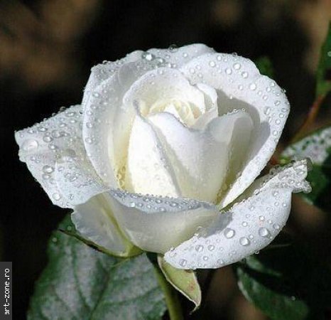 f_whiterose1m_71a9edb[2] - trandafiri