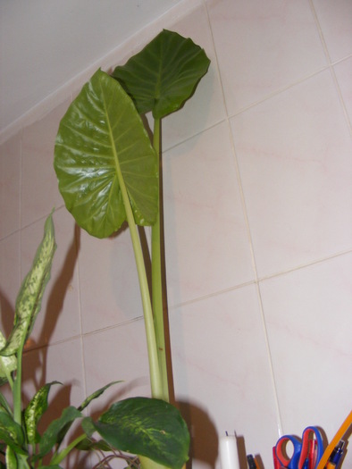 COLOCASIA - FLORI 2009