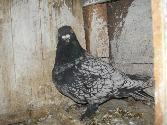 SANY016 - Alti porumbei de care am crescut